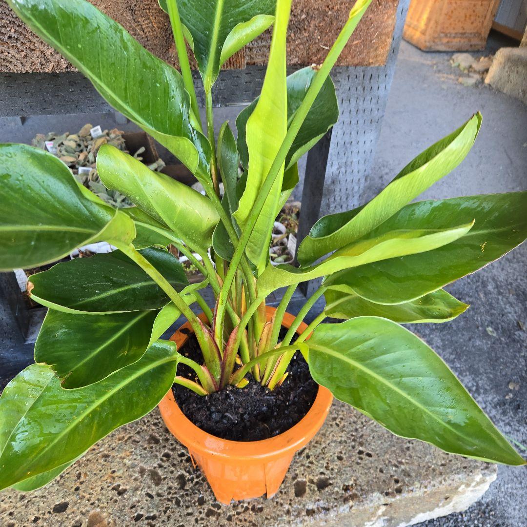 ①　ストレリチアオーガスタ　8号　３株植え特大苗木最高等級極上品‼️