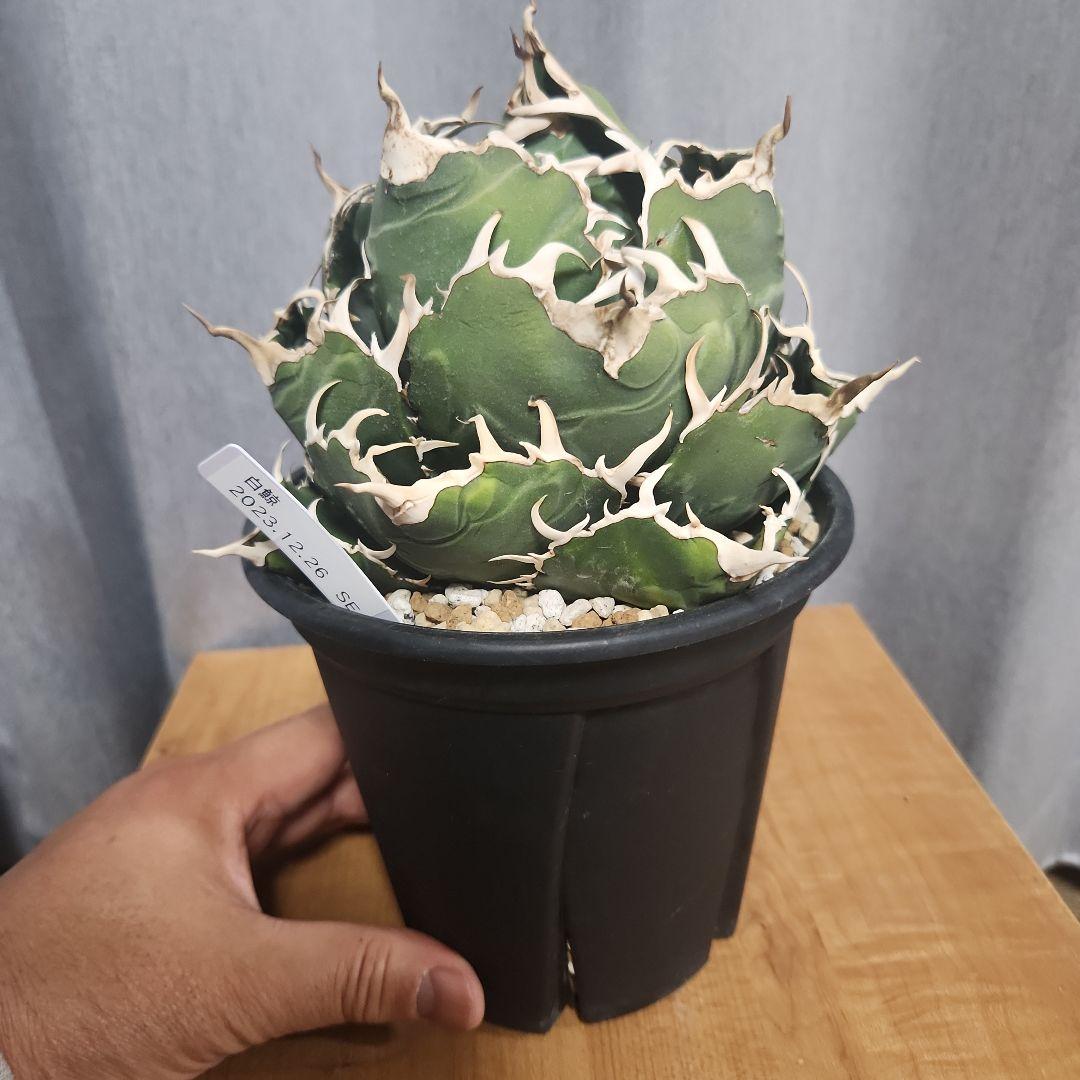 アガベ　白鯨