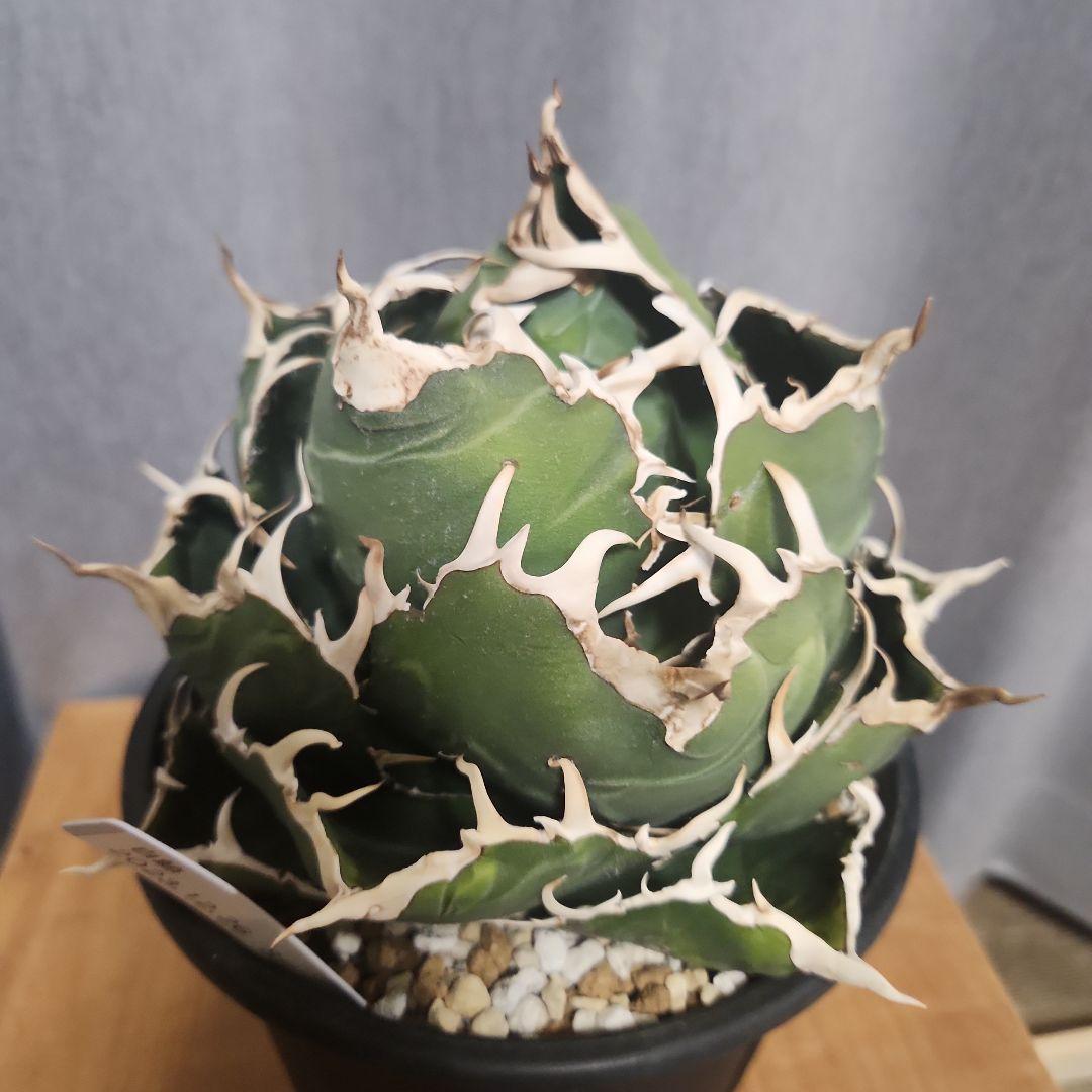 アガベ　白鯨