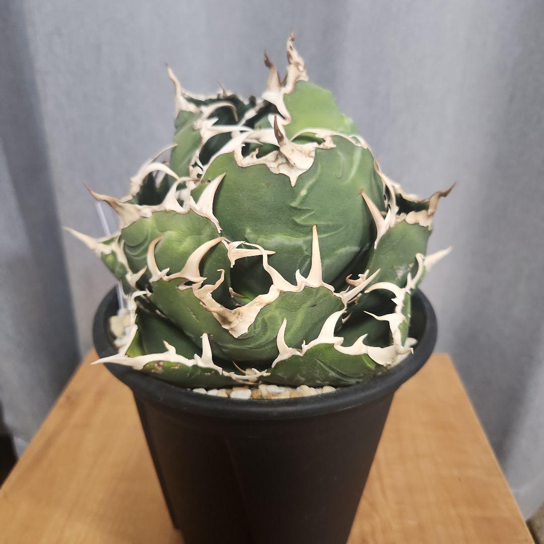 アガベ　白鯨
