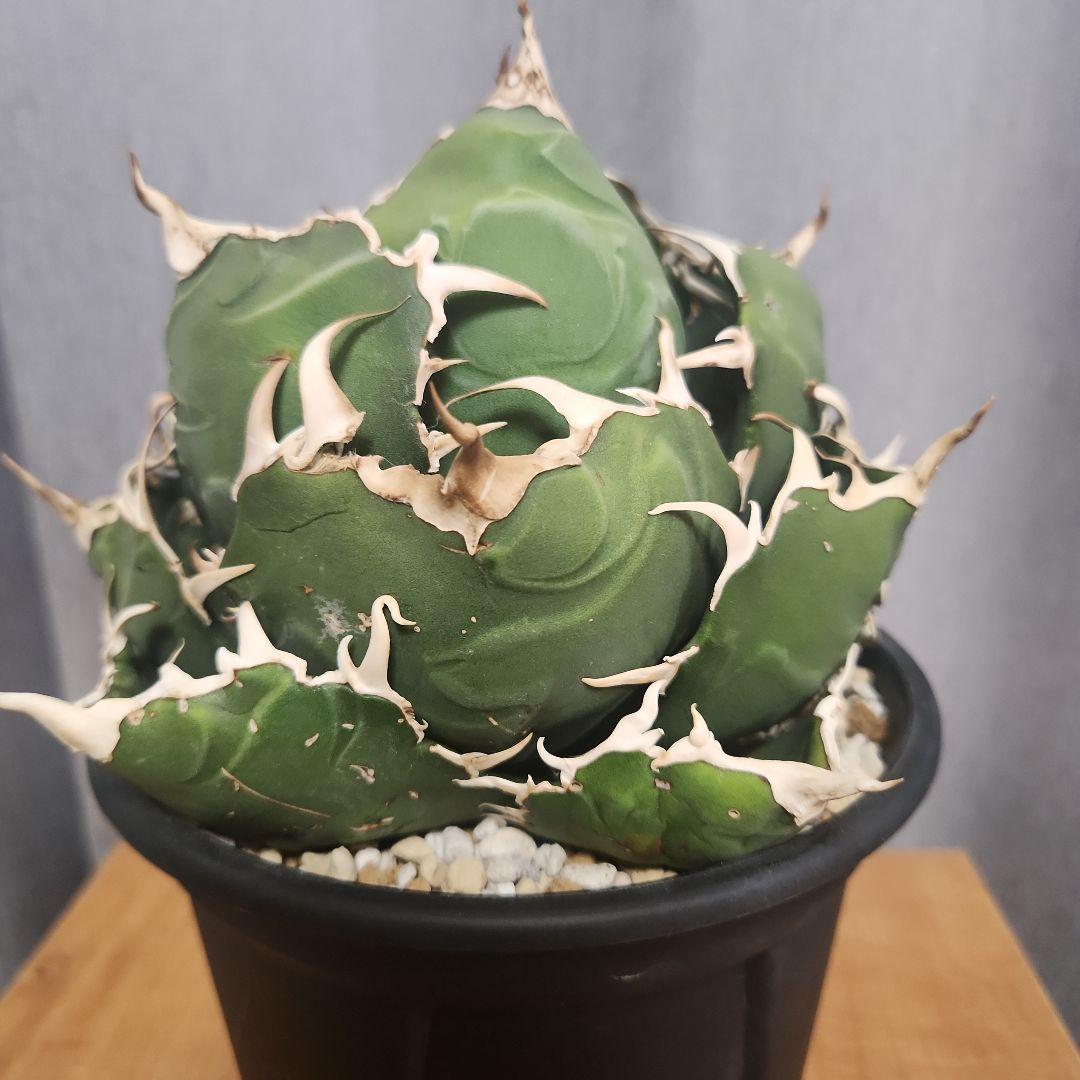 アガベ　白鯨