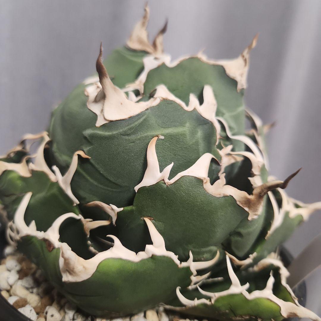 アガベ　白鯨