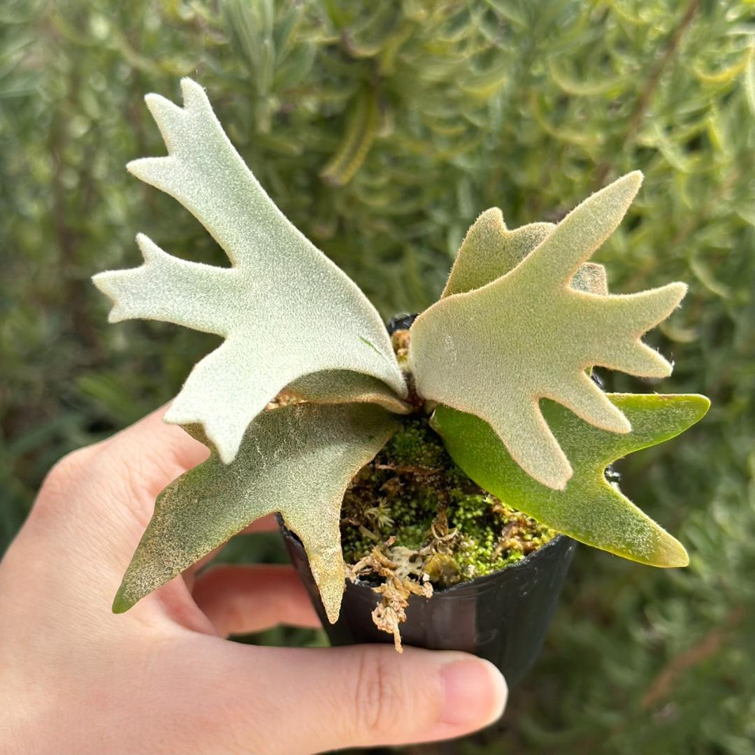 P. willinckii ’Jenny’ TC 226