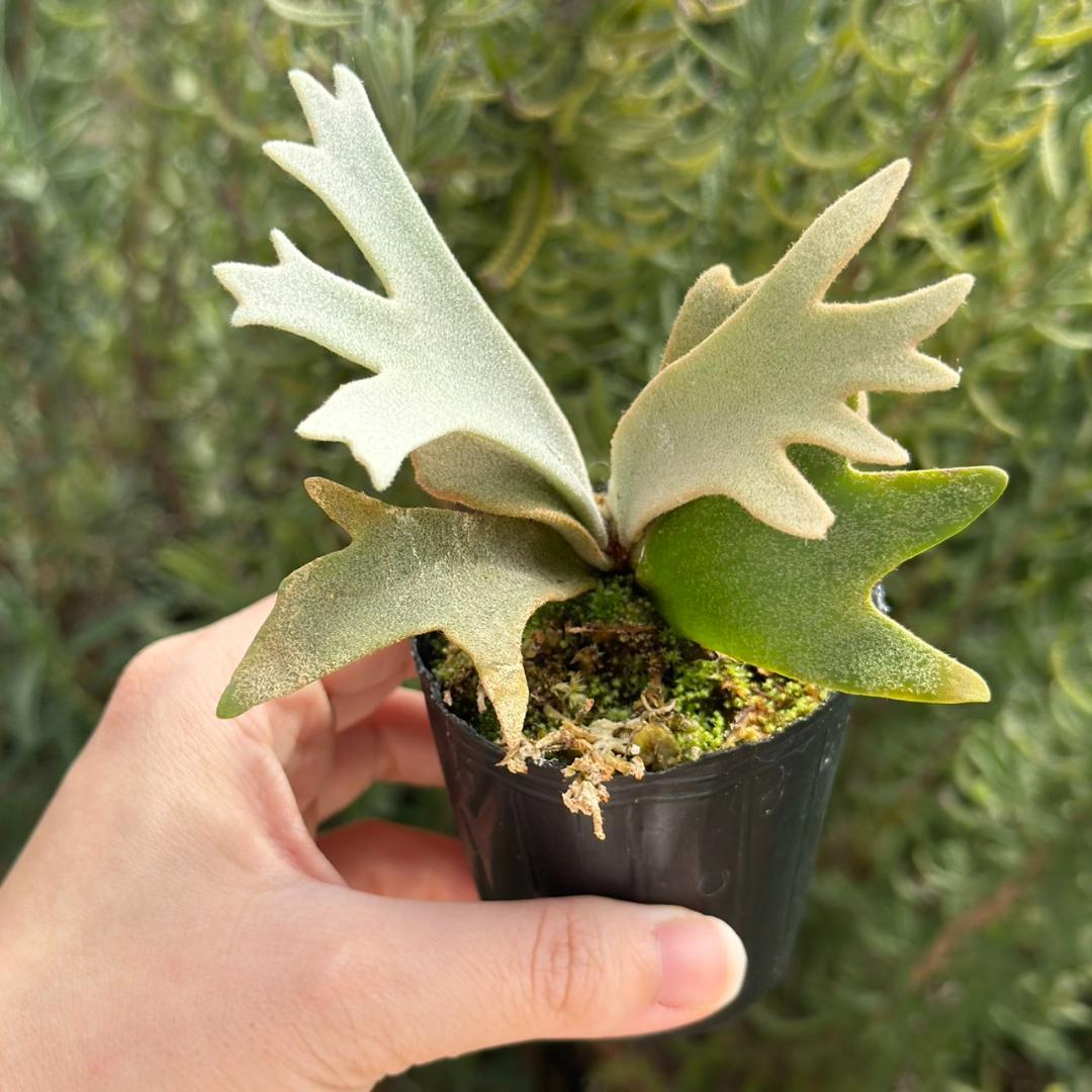 P. willinckii ’Jenny’ TC 226