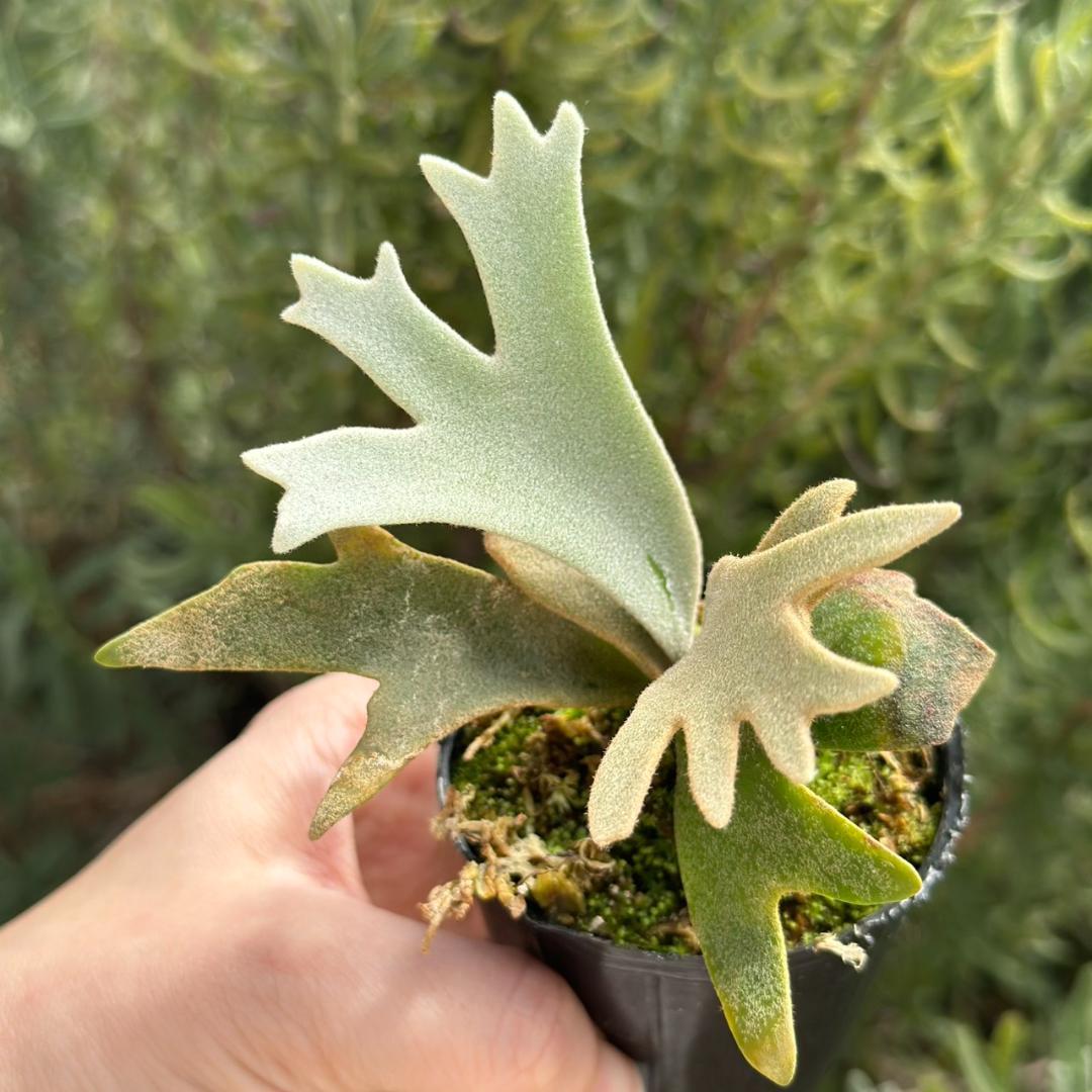 P. willinckii ’Jenny’ TC 226