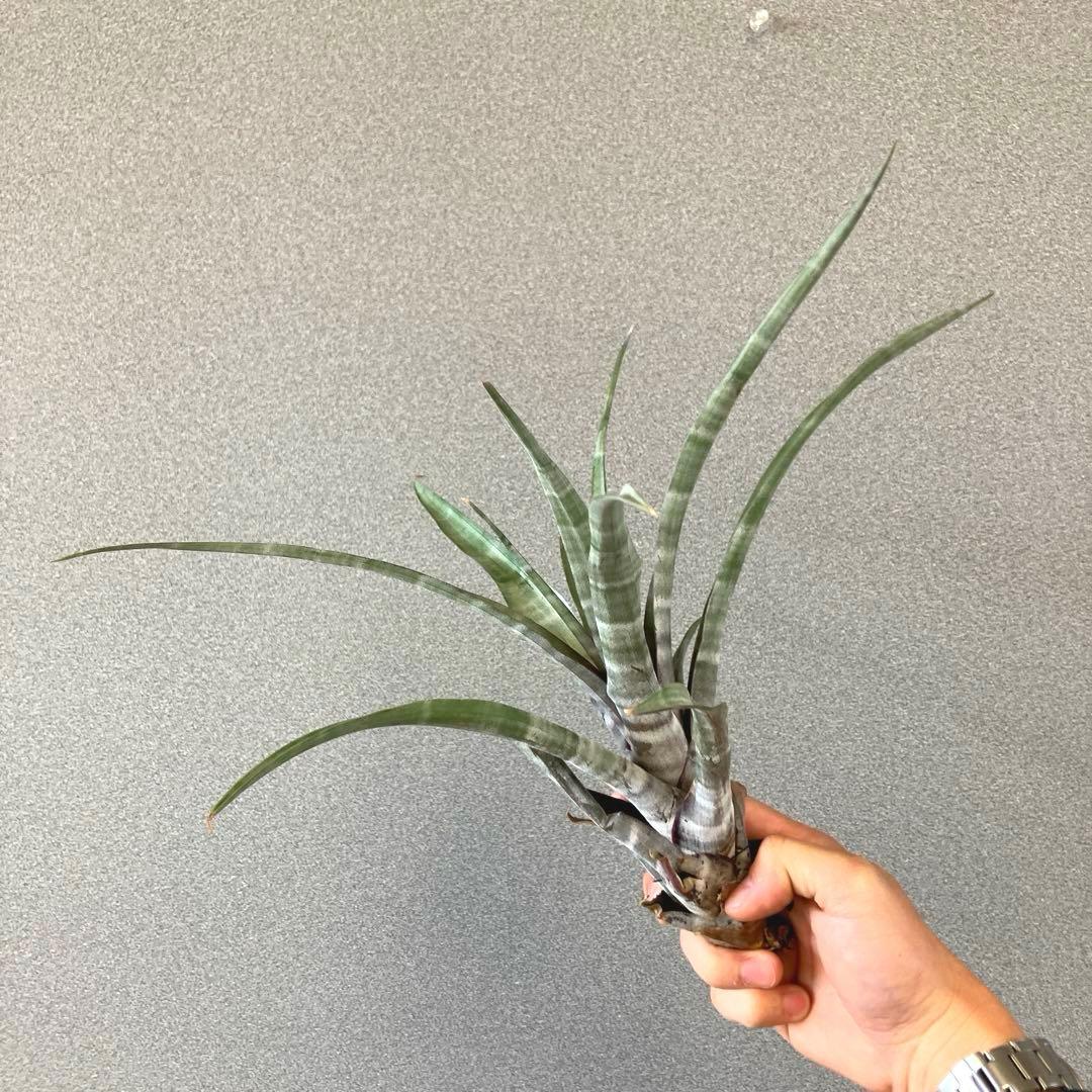 超希少❗️迷彩❗️チランジア　ヒルダエ✨