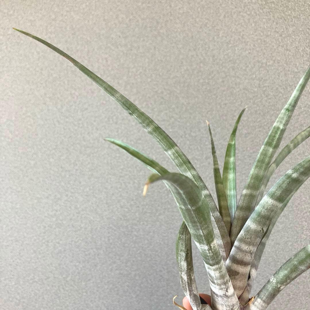 超希少❗️迷彩❗️チランジア　ヒルダエ✨