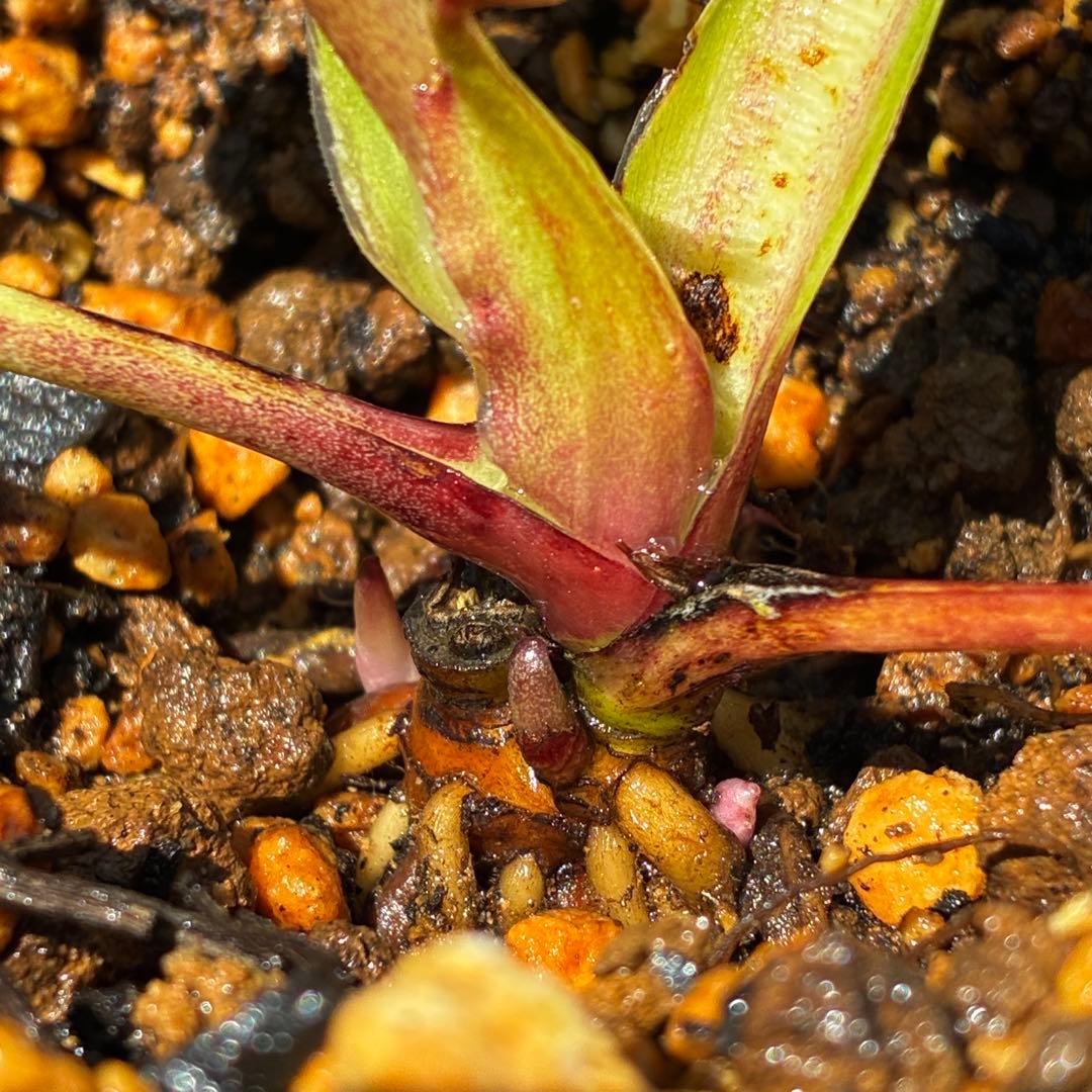 3811☘️1年間管理株☘️唯一無二☘️⭐️ハート⭐️ティアラ⭐️SD⭐️吉田園芸⭐️