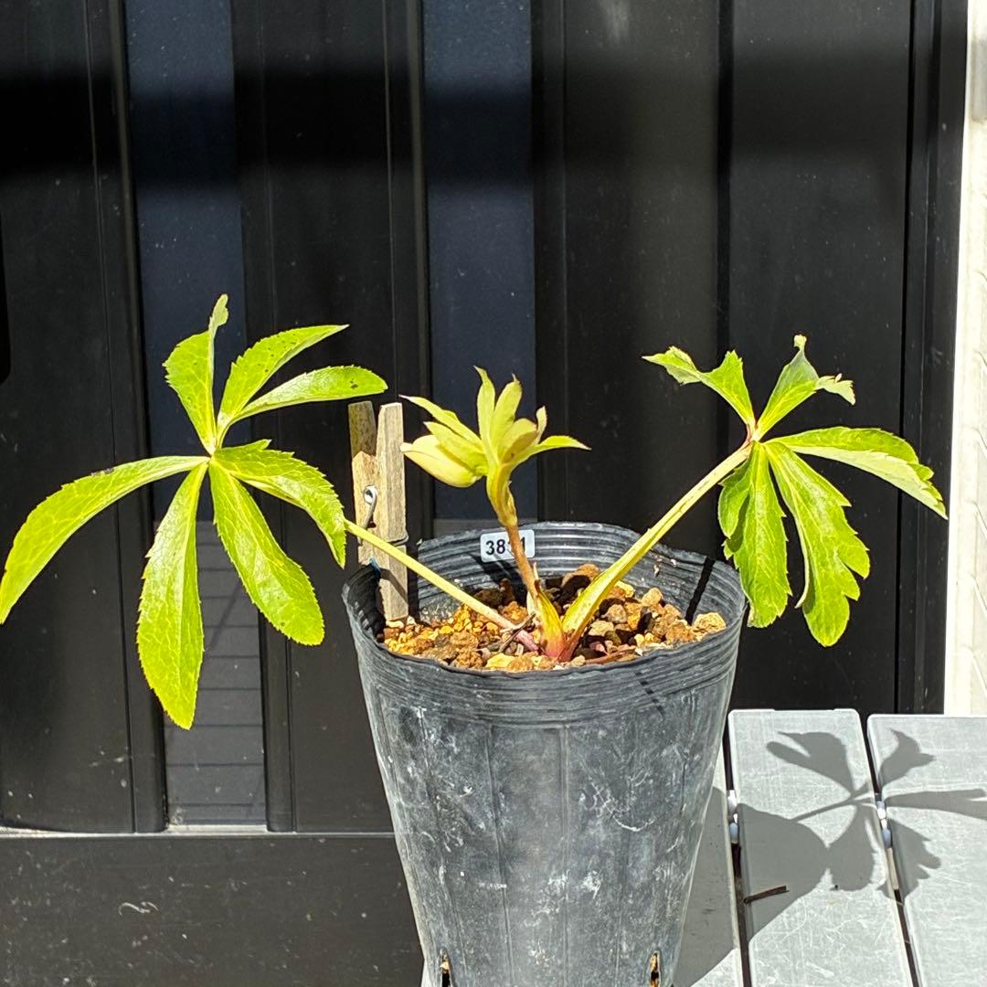 3811☘️1年間管理株☘️唯一無二☘️⭐️ハート⭐️ティアラ⭐️SD⭐️吉田園芸⭐️