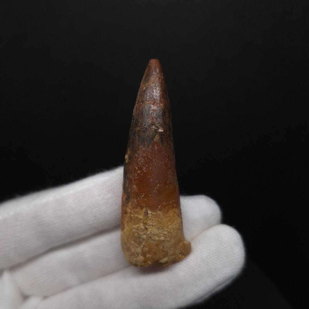 スピノサウルス 本物 モロッコ産 57.18mm fsp15