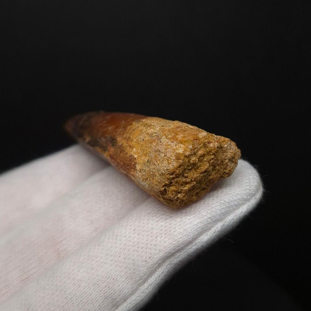 スピノサウルス 本物 モロッコ産 57.18mm fsp15