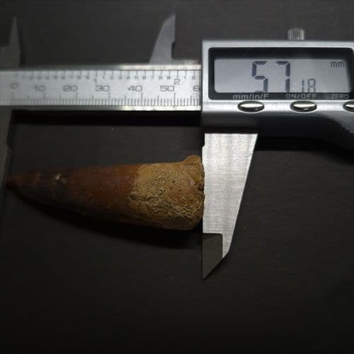 スピノサウルス 本物 モロッコ産 57.18mm fsp15