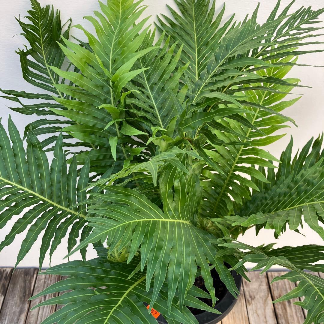 シダ植物　ブレクナム　鉢皿付き