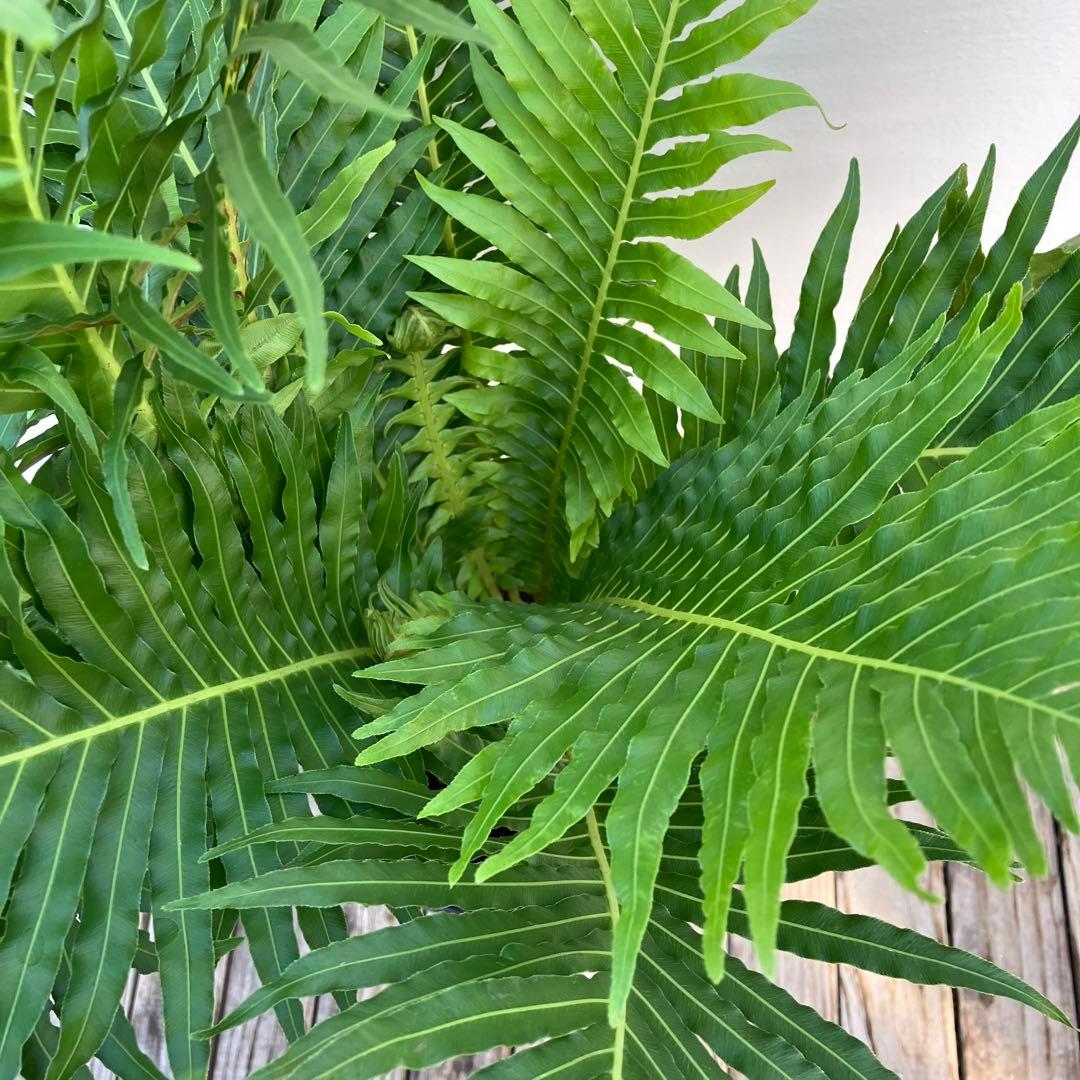シダ植物　ブレクナム　鉢皿付き