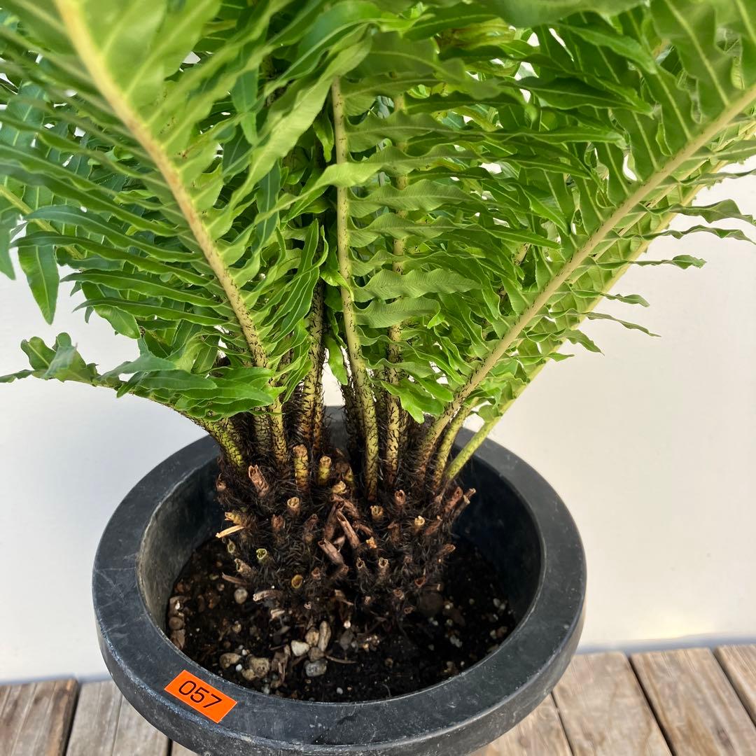 シダ植物　ブレクナム　鉢皿付き