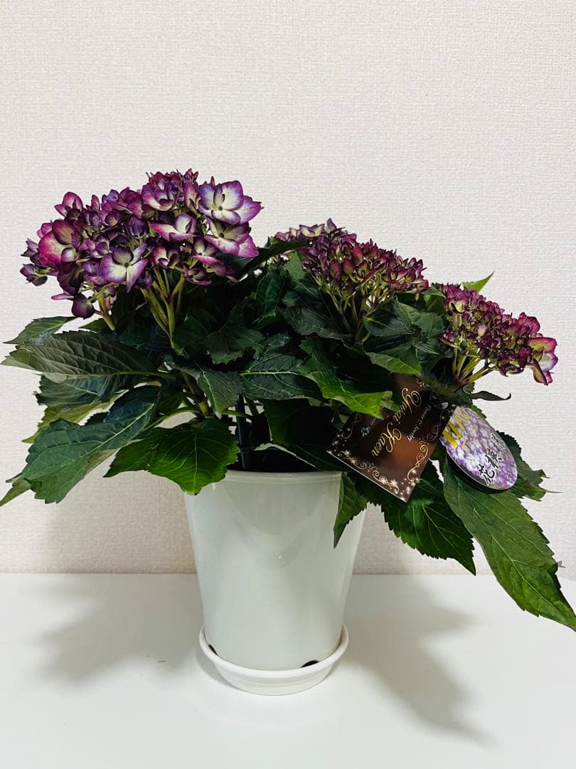 ✨一足早い満開の紫陽花を！✨　加茂セレクション　ハイドランジア　ハナモヨウ　苗