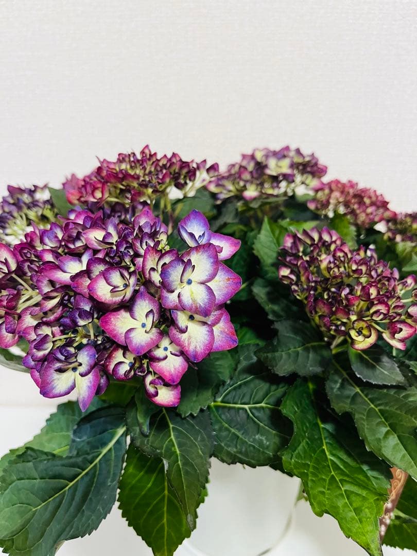 ✨一足早い満開の紫陽花を！✨　加茂セレクション　ハイドランジア　ハナモヨウ　苗