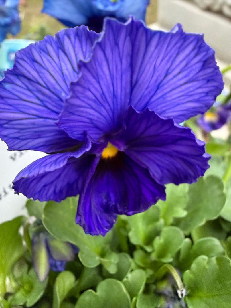 gomagoma様　フェデネージュ　オーロラサンセット