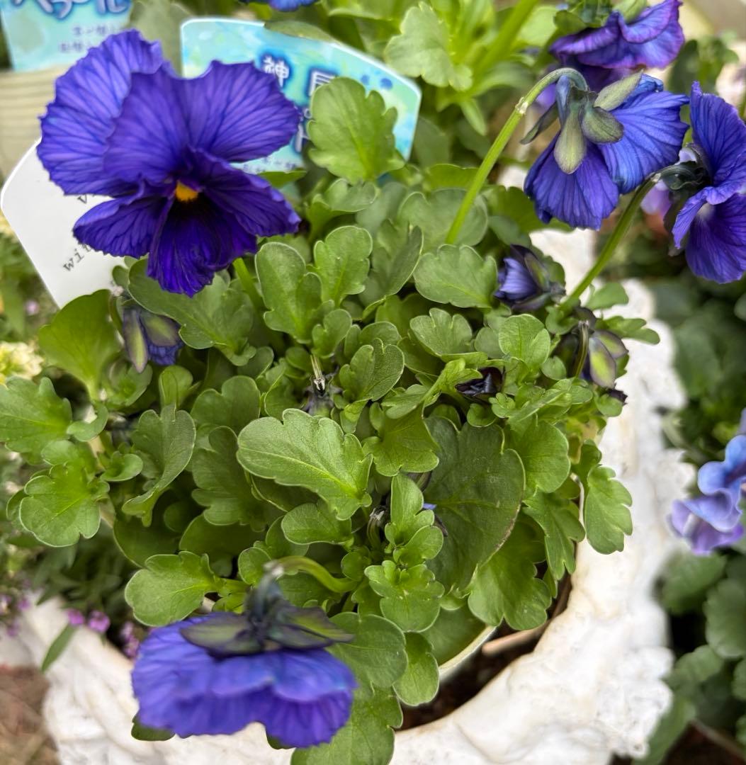 gomagoma様　フェデネージュ　オーロラサンセット