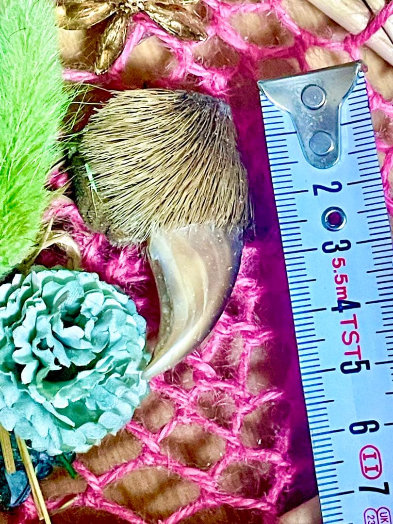 ハンドメイド天然素材リース 直径約15cm 熊の爪　魔除け　希少　金毛