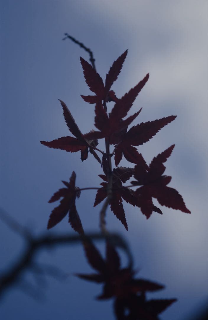 Leica Hektor 135mm Fマウント