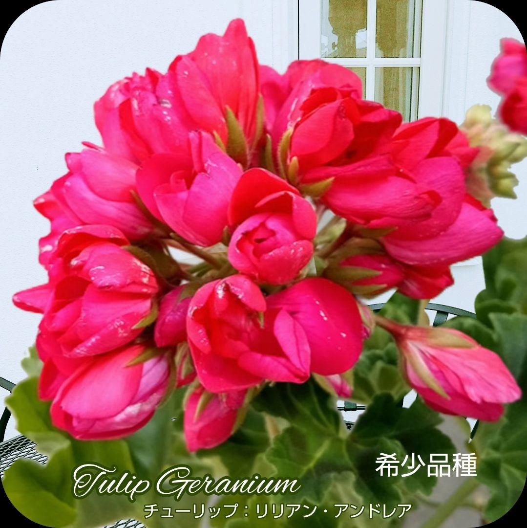 BeBe様 ゼラニウム苗 ３品種