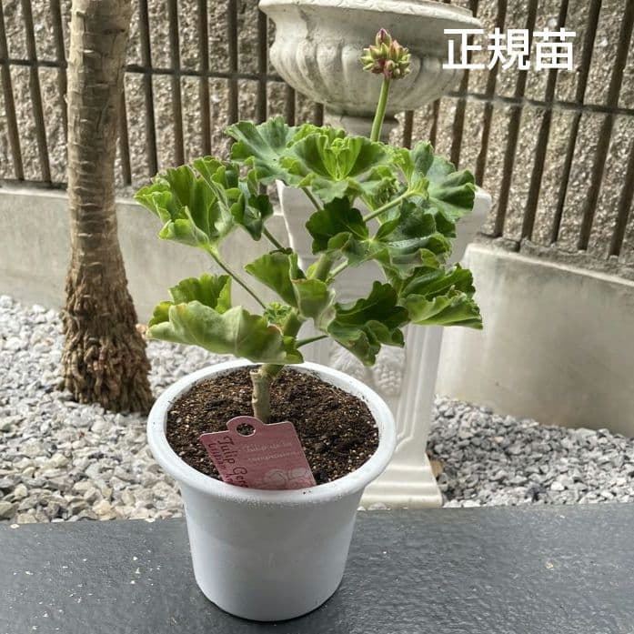 BeBe様 ゼラニウム苗 ３品種