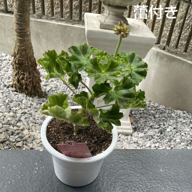 BeBe様 ゼラニウム苗 ３品種