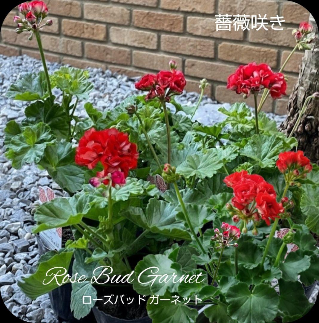 BeBe様 ゼラニウム苗 ３品種