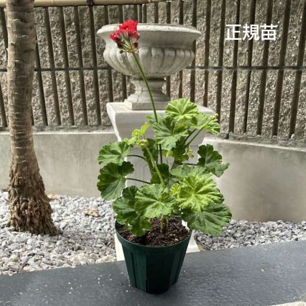 BeBe様 ゼラニウム苗 ３品種