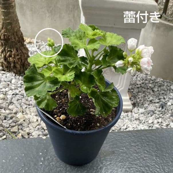 BeBe様 ゼラニウム苗 ３品種