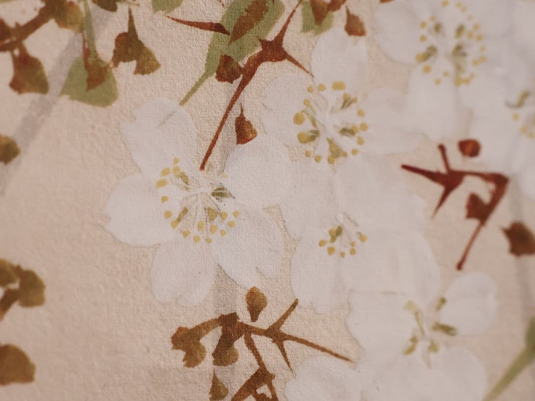 【模写】日本画 山口玲熈 桜の図 紙本 掛軸 師：菊池芳文 菊池契月 MB325