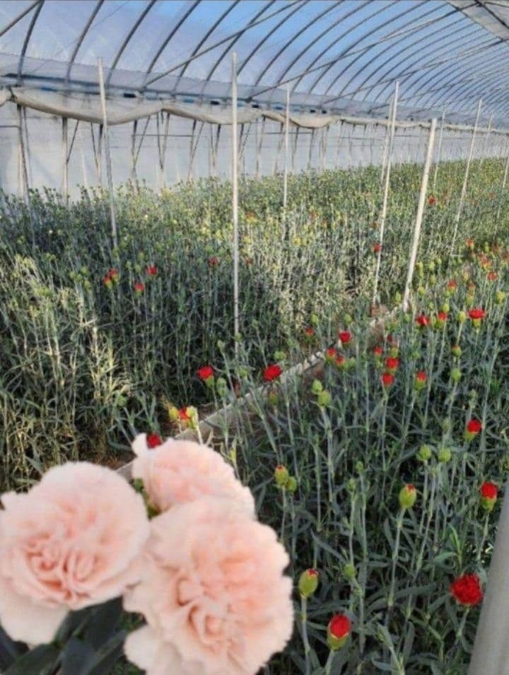 ☆農家直送B級品カーネーション100本福袋☆