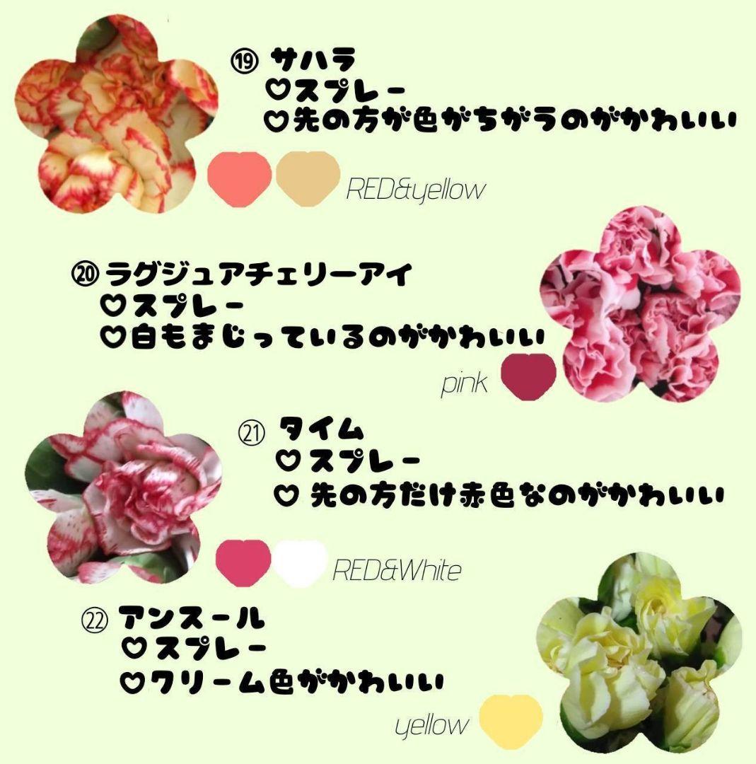 ☆農家直送B級品カーネーション100本福袋☆