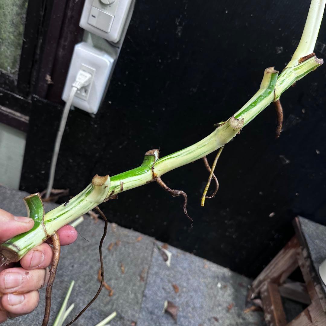 ポ*ョ様 斑入りモンステラホワイトタイガー茎4株おまとめ