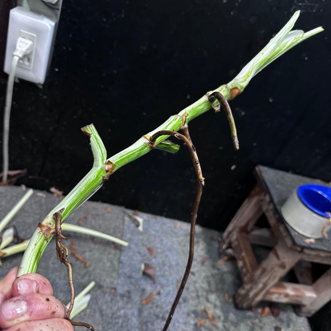 ポ*ョ様 斑入りモンステラホワイトタイガー茎4株おまとめ