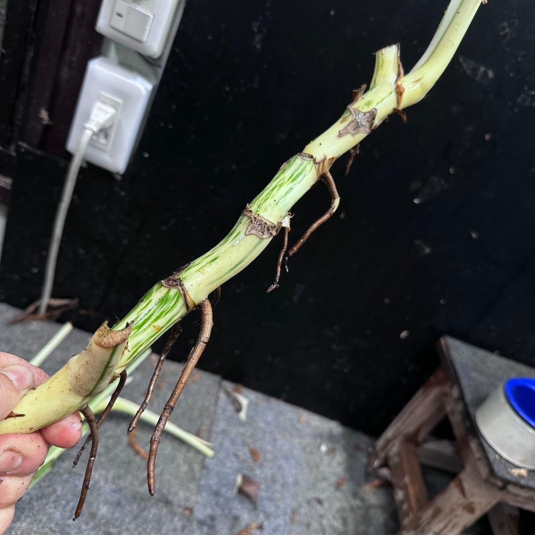 ポ*ョ様 斑入りモンステラホワイトタイガー茎4株おまとめ