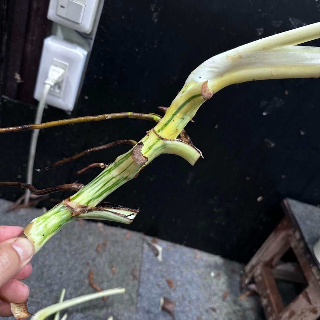 ポ*ョ様 斑入りモンステラホワイトタイガー茎4株おまとめ