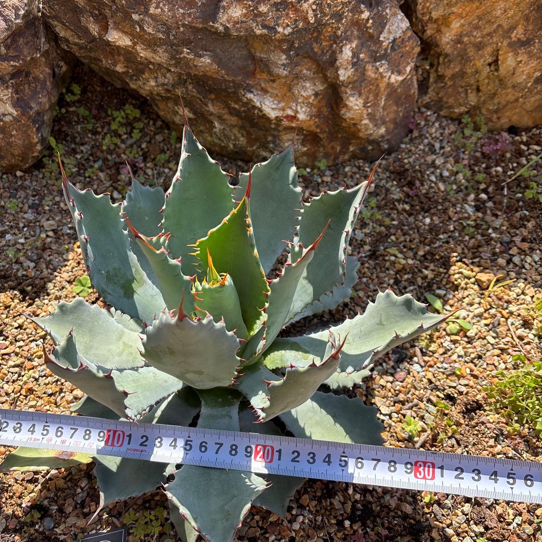 アガベ　グアダラハラナ