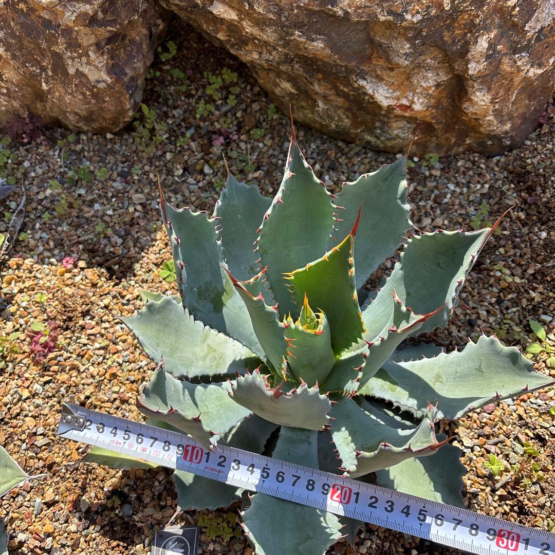 アガベ　グアダラハラナ