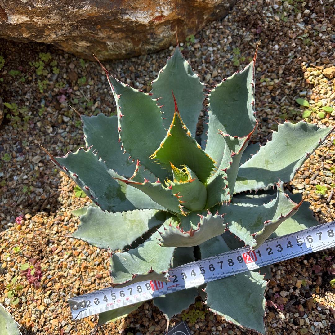 アガベ　グアダラハラナ