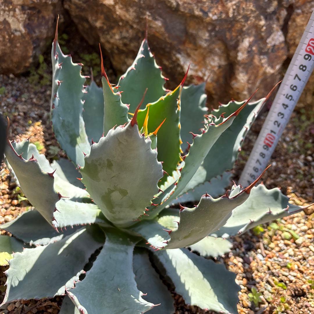 アガベ　グアダラハラナ