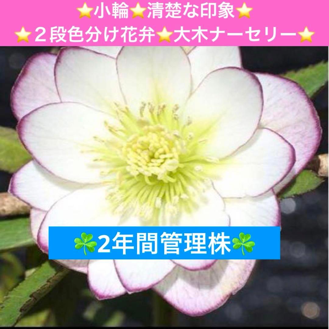 3771☘️2年間管理株☘️⭐️小輪⭐️清楚な印象⭐️２段色分け花弁⭐️大木ナーセリー⭐️