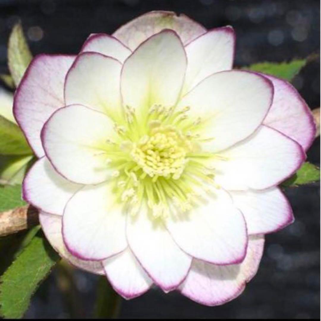 3771☘️2年間管理株☘️⭐️小輪⭐️清楚な印象⭐️２段色分け花弁⭐️大木ナーセリー⭐️