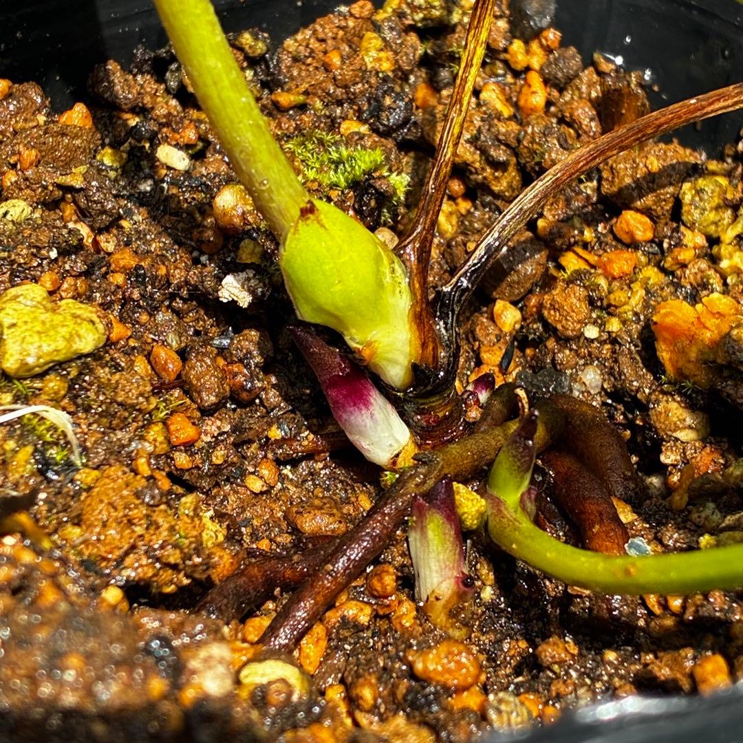 3771☘️2年間管理株☘️⭐️小輪⭐️清楚な印象⭐️２段色分け花弁⭐️大木ナーセリー⭐️