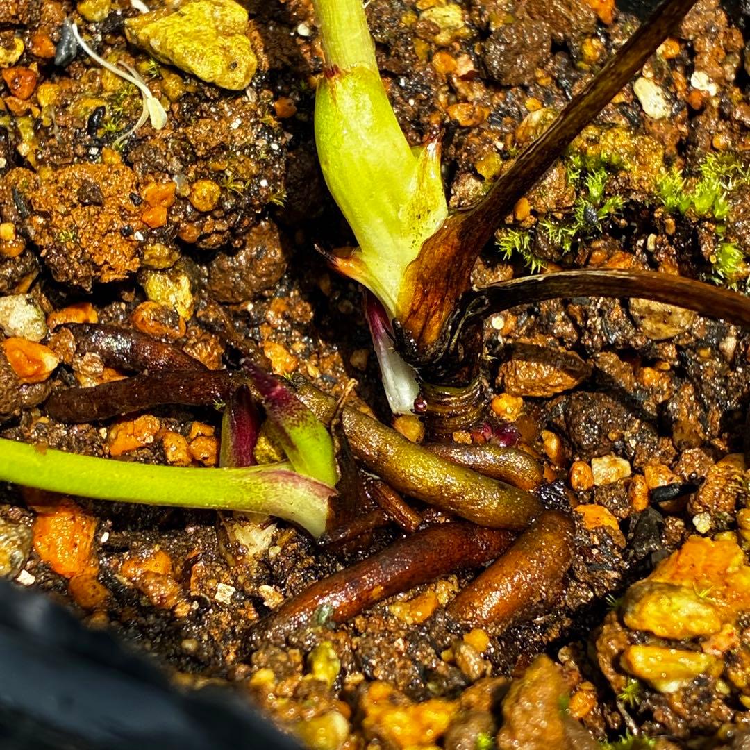 3771☘️2年間管理株☘️⭐️小輪⭐️清楚な印象⭐️２段色分け花弁⭐️大木ナーセリー⭐️