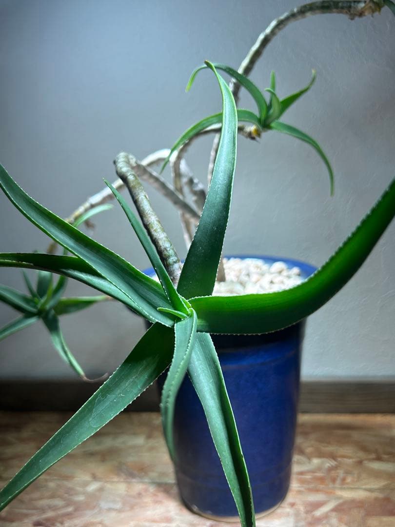特大　アロエ　ストリアツラ　特殊樹形　陶器鉢のまま発送　ドライガーデン