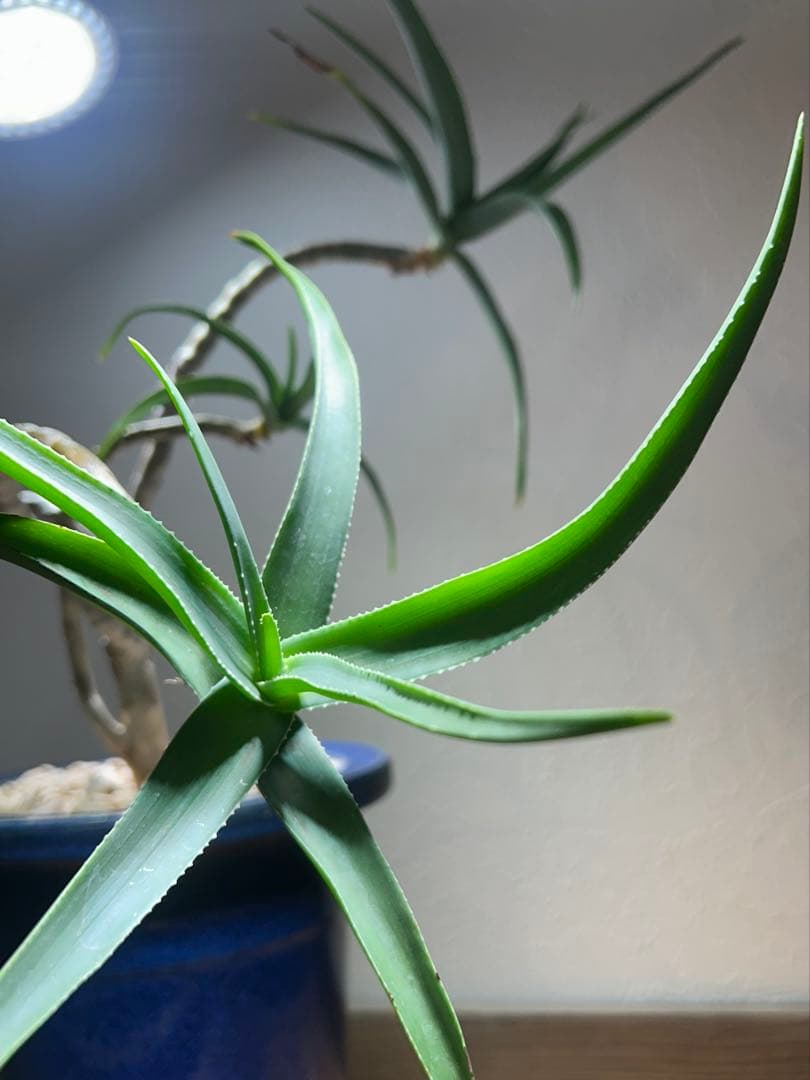 特大　アロエ　ストリアツラ　特殊樹形　陶器鉢のまま発送　ドライガーデン