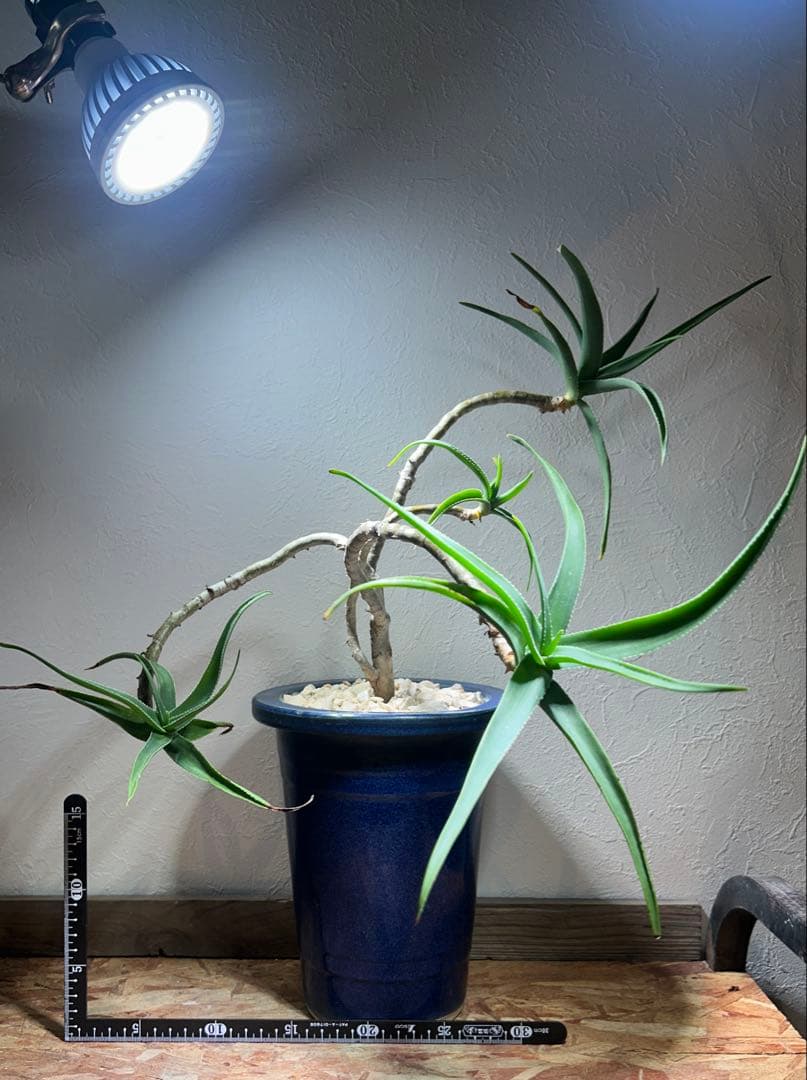 特大　アロエ　ストリアツラ　特殊樹形　陶器鉢のまま発送　ドライガーデン