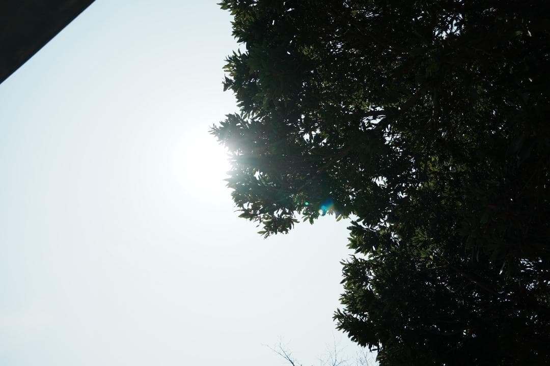 【これ1本で】SONY E18-135mm OSS 便利ズーム 812